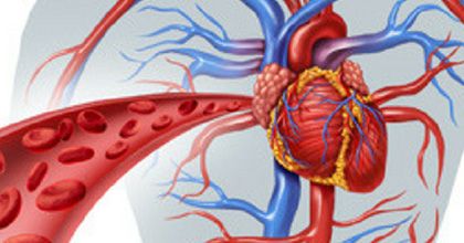 Kategorija: Srce i cirkulacija 